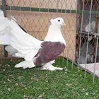 رقاص امريكي مكتف للبيع