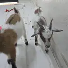 تيوس قزمي
