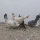 دجاج بلدي
