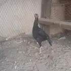 دجاج بكستاني