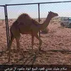 قعدان البيع