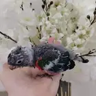 كنيور بيرلي وكنيور يلو سايدرد فاكتر وكنيور تركواز