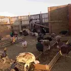 دجاج رومي