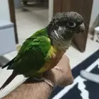 طير اليف نشبه للبيع