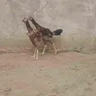 ديوك سندي