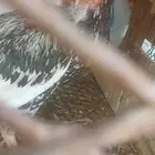 ديك باكستاني