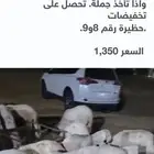 غنم سواكن