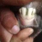 تيس قزمي ملكي