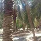 نخل برحي نجران درجه أولى ... نخله مثمره جاهزه
