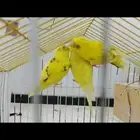 عصافير للبيع العدد اربعه في حاله جيده