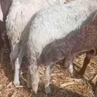 خرفان سواكن مرباه شهرين