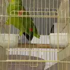 ببغاء دبل يلو هيد متكلم