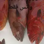 سمك طازج للبيع