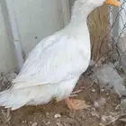 للبيع بكين وديوك