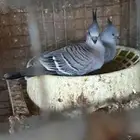 طبة خلخليت
