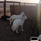 طليان حرية مهجنة رفيدي تم البيع