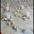 سمان كريمي سوبر جامبو مذبوح