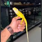 للبيع اغوانا