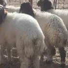 هرافي نعيم عدد 5 بالمذنب