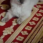 قطط سكوتش ستريت و هملايا للتبني