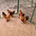دجاج براهما للبيع جملة