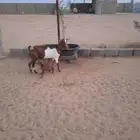 ماعز جنوبيات مع الفحول دفيع ( لامانع بالبدل بسياره حوض )