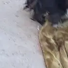 لتبني كلاب مالتيزر