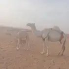 خلفه معها قعود كل شي شرط .. الهداوه رقم 1 الطبع رقم 1