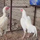 ديوك باكستانيه سنود بيور