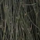 متوفر الان مرخ جديد