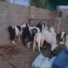 تيوس فاخره مغلق شحم