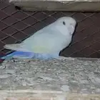 ذكر روز للبيع