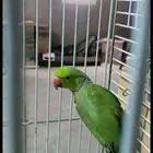 زوج درة هندي منتج على الشرط