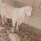 للبيع تيوس