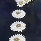 فل_الرياض  تصميم حسب الطلب   عقود كباشه تساريح تي