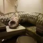 كنب للبيع.. استخدام نظيف جدا