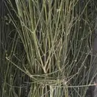 متوفر الان مرخ الحنيذ جديد لايفوتكم