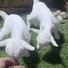 ماعز قزم اعمار صغيره جاهزه لتربيه في المنزل