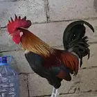 طقم عربي اشقر للبيع