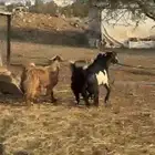 خرفان جبر ناهي ووسط وتيوس جبر ووسط
