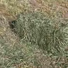 علف شعير ورق مليان