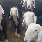 غنم نجد
