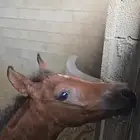 مهر شعبي العمر شهرين..