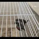 ذكر كنيور بيرلي غير اليف محلل dna