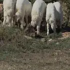 خرفان جذعان جبر ناهي ووسط