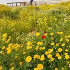 بذور اقحوان وورد بستاني