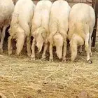 ذبائح جبر ناهي من غنم شهران