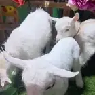 ماعز قزم ذكر ابيض وثلاث اناثي عمر شهر