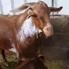 معزا هولندي