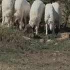 خرفان جبر ناهي ووسط